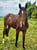 Annuncio cavallo