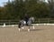 Horse ad
