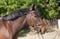 Annonce cheval