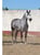 Annuncio cavallo
