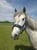 Horse ad