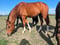 Horse ad