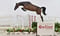 Horse ad