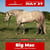 Horse ad