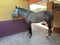 Annuncio cavallo