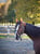 Horse ad