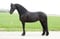 Annonce cheval