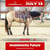 Annuncio cavallo