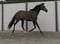 Annuncio cavallo