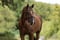 Annuncio cavallo