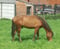 Horse ad
