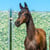 Annuncio cavallo