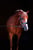 Annuncio cavallo