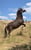 Horse ad