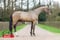 Horse ad