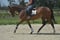 Annuncio cavallo