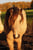 Horse ad