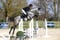 Annuncio cavallo