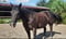 Horse ad