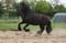 Horse ad