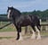 Horse ad