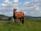 Anuncio de caballos