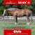 Horse ad