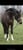 Annonce cheval