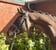 Annonce cheval