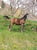 Annuncio cavallo