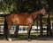Horse ad