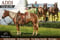 Annuncio cavallo