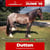 Annuncio cavallo
