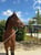 Annuncio cavallo