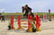 Horse ad
