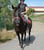 Annuncio cavallo
