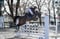 Annuncio cavallo