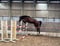 Horse ad