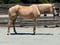Annuncio cavallo