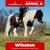 Paardadvertentie