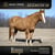 Horse ad