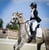 Horse ad