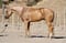 Annuncio cavallo