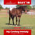 Annuncio cavallo