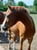 Horse ad
