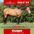 Horse ad
