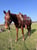 Horse ad