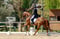 Horse ad