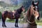 Annuncio cavallo