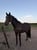 Horse ad